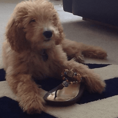 Grandco Sandals show with a dog - Marble Deluxe